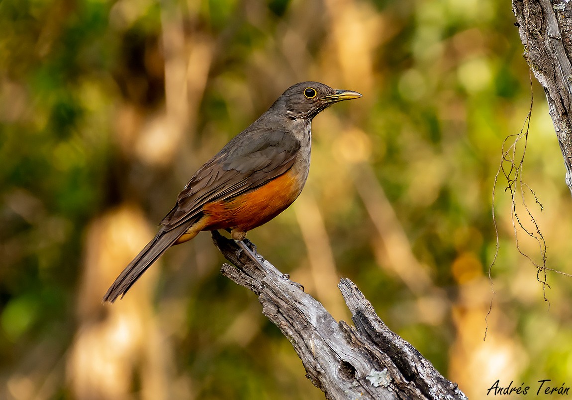 Rufous-bellied Thrush - ML500601951