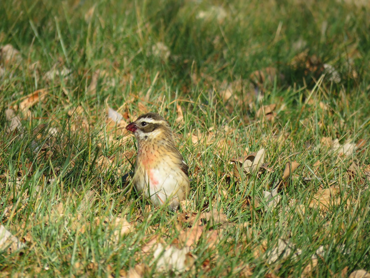 Rose-breasted Grosbeak - ML500602291