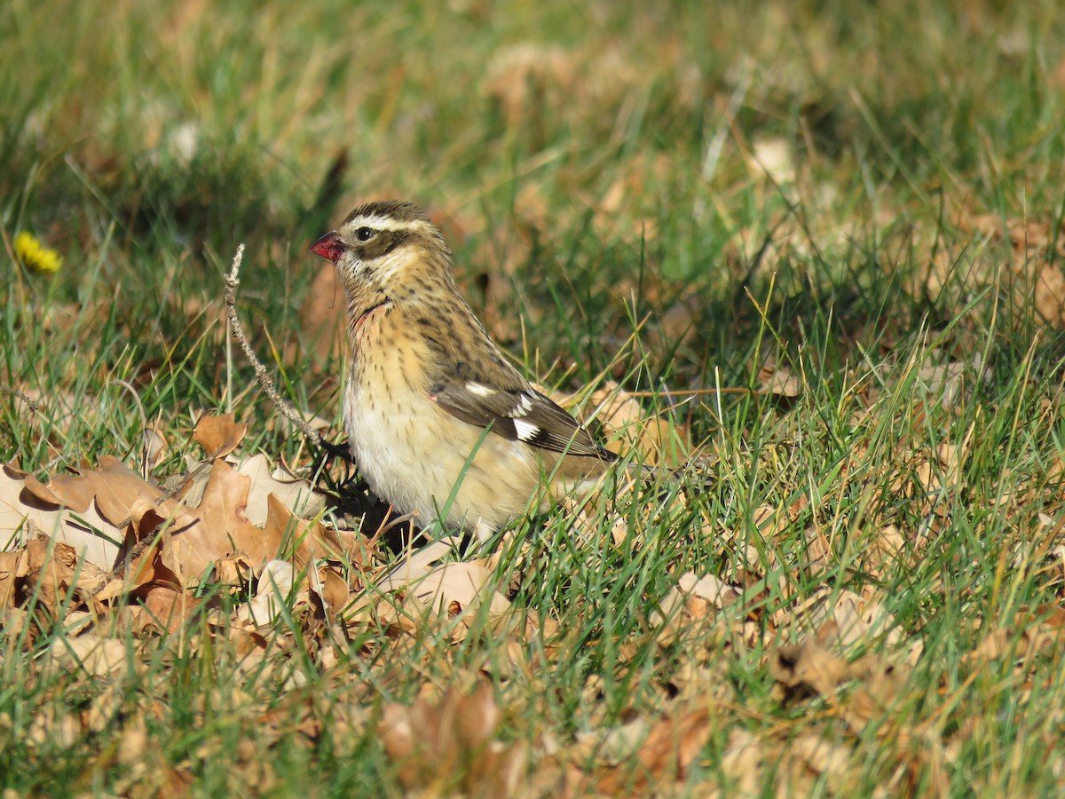Rose-breasted Grosbeak - ML500602581