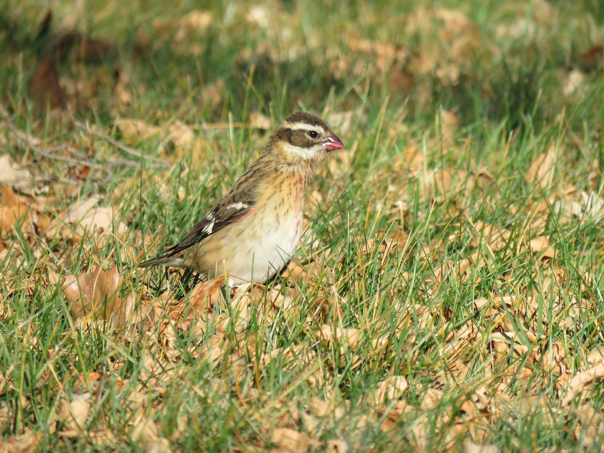 Rose-breasted Grosbeak - ML500603211