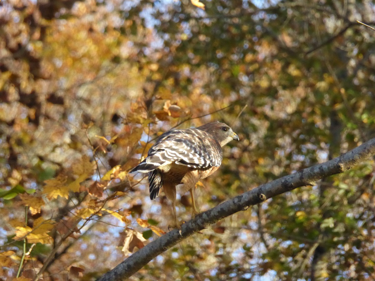 Red-shouldered Hawk - ML500603281