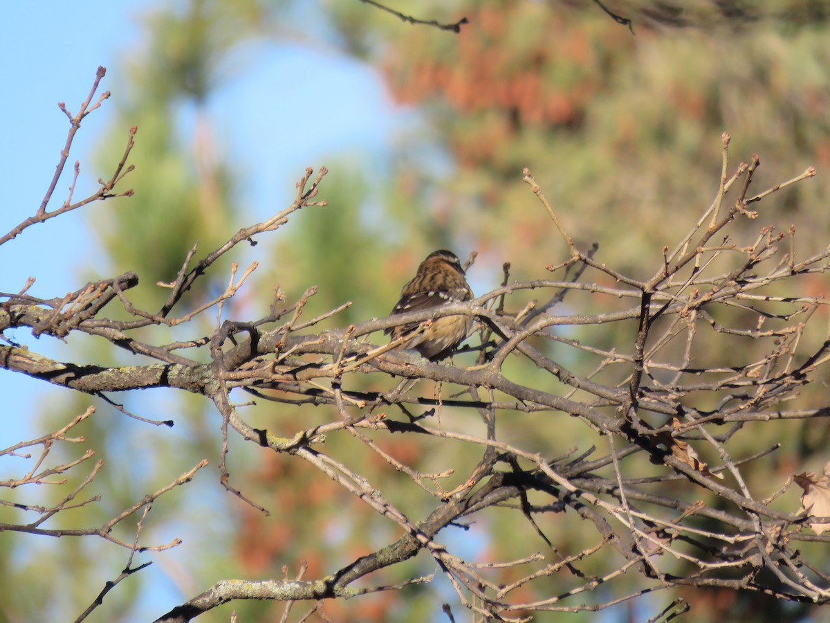 Rose-breasted Grosbeak - ML500604061