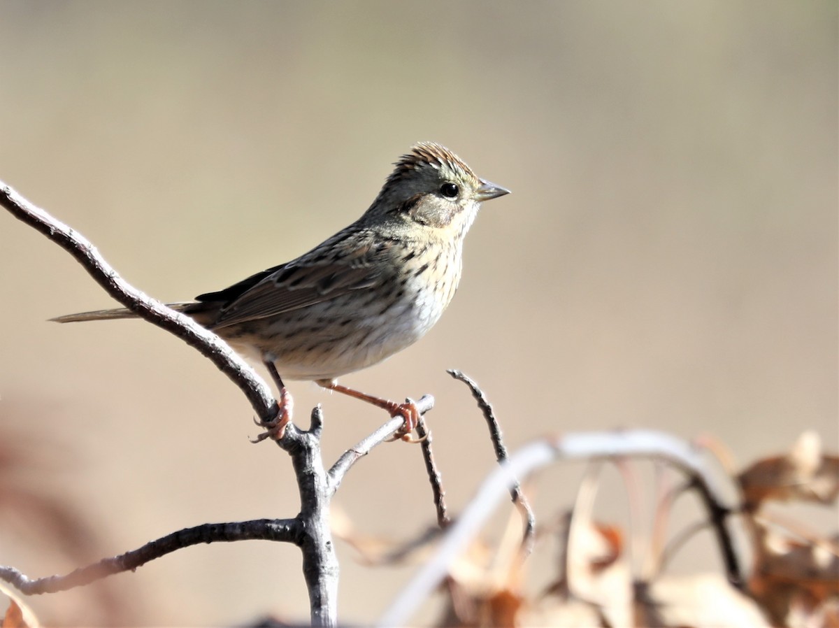 Lincoln's Sparrow - ML500604151