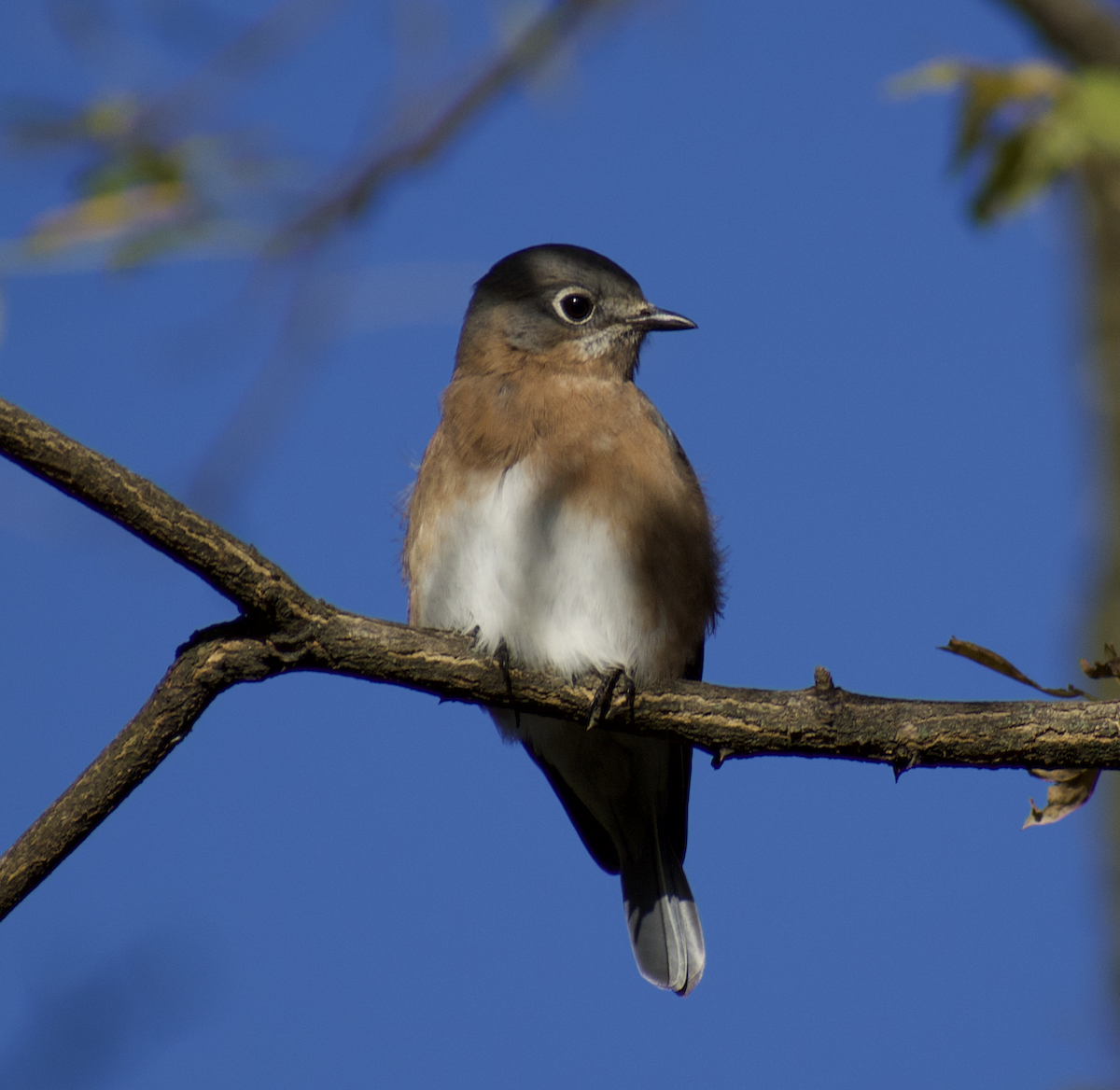 Eastern Bluebird - ML500604311