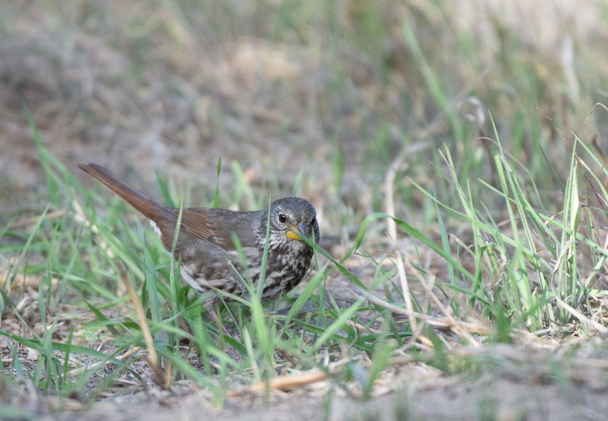 Fox Sparrow (Slate-colored) - ML500605091