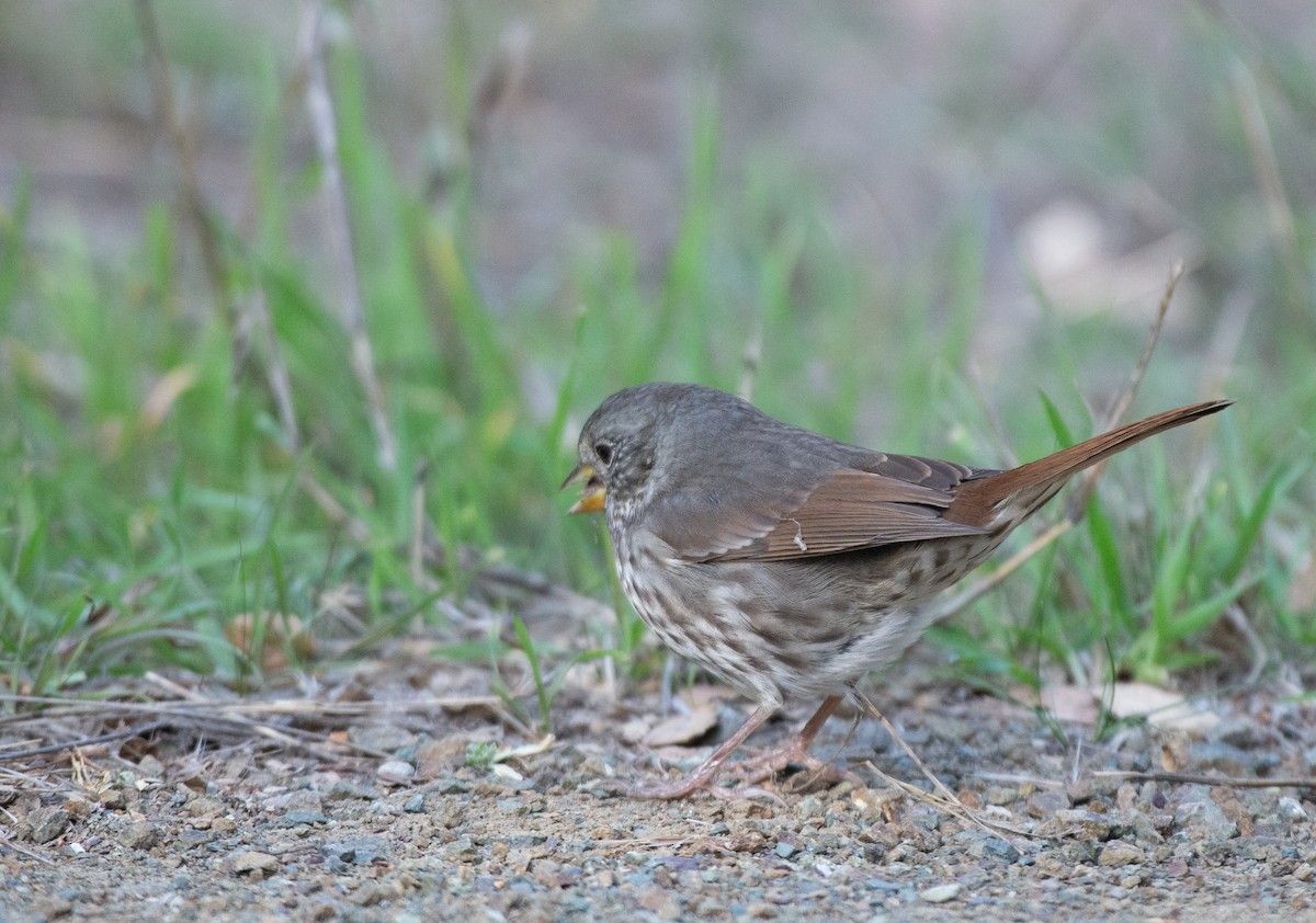 Fox Sparrow (Slate-colored) - ML500605101