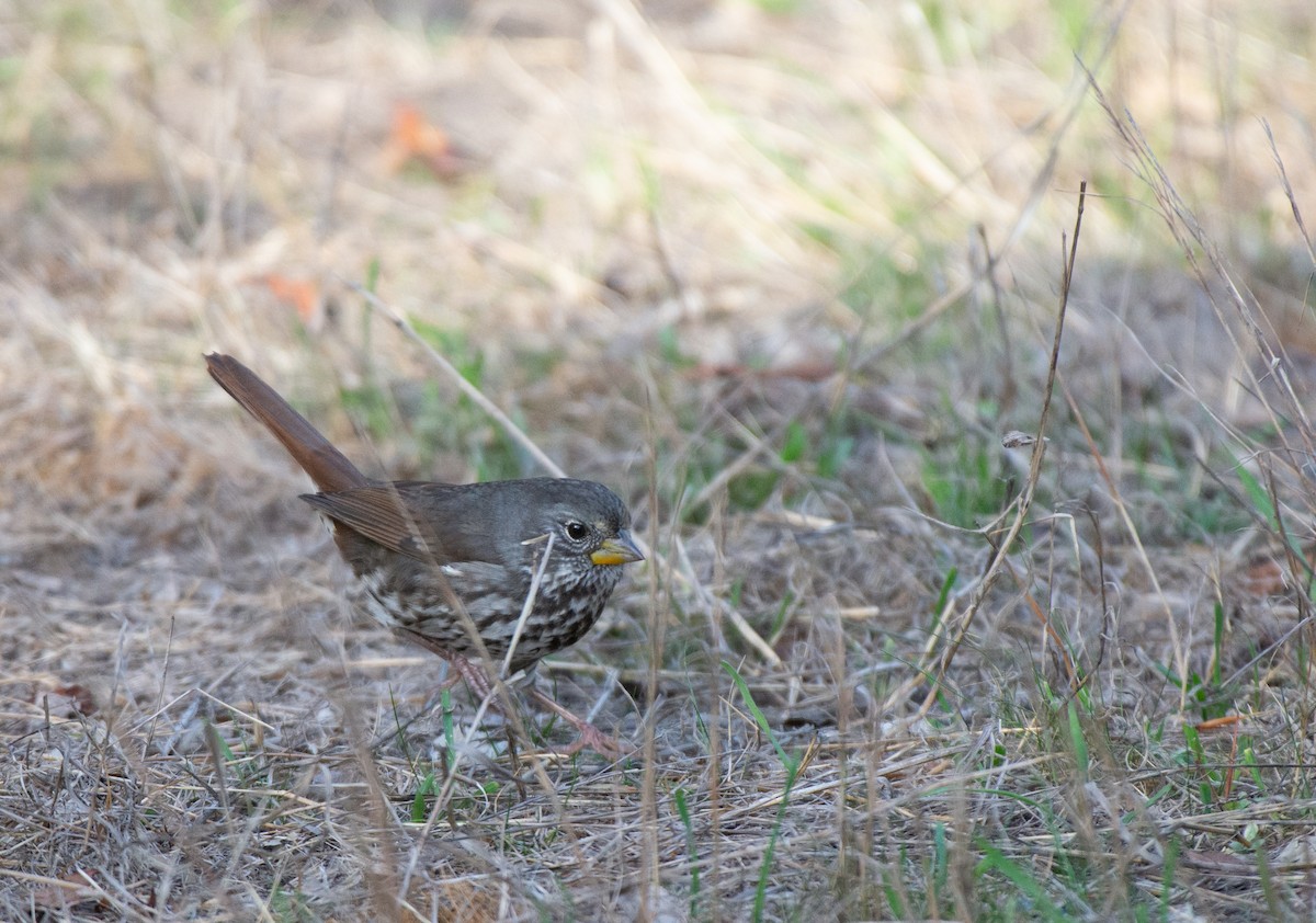 Fox Sparrow (Slate-colored) - ML500605111