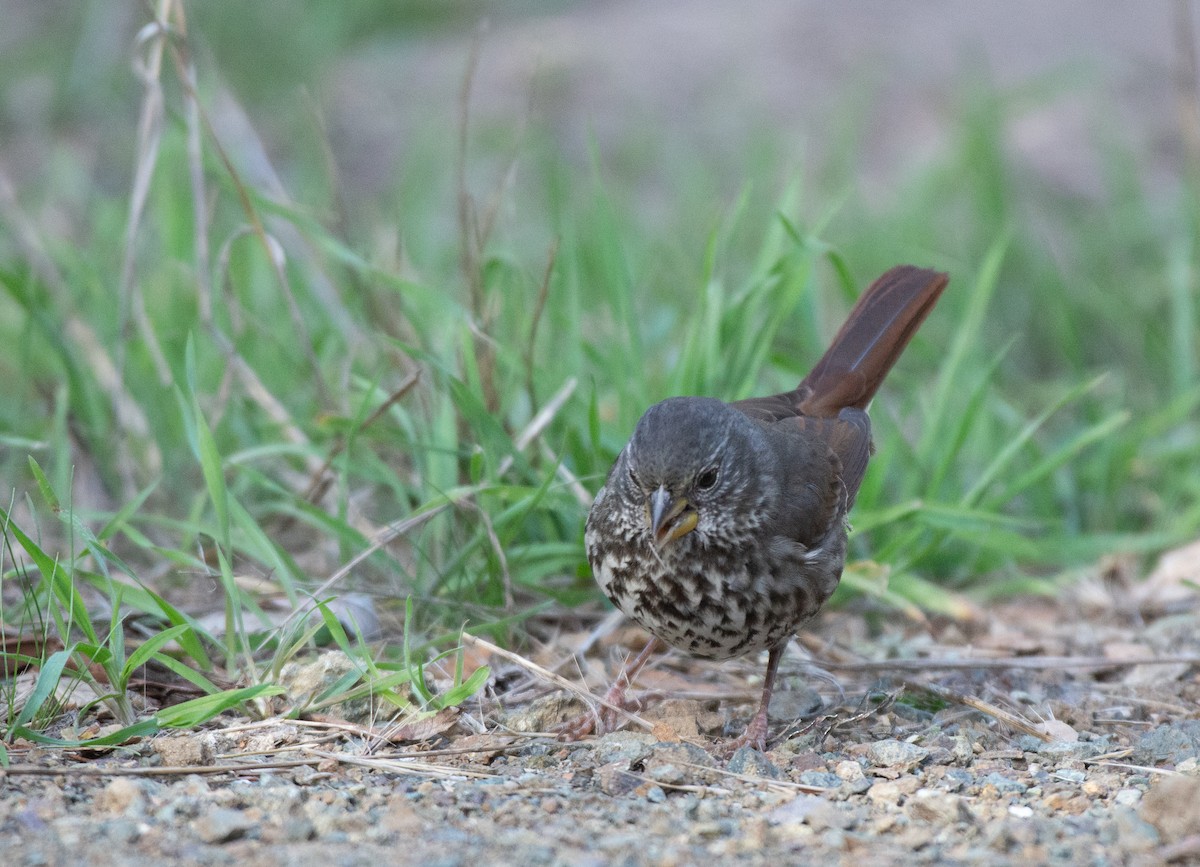 Fox Sparrow (Slate-colored) - ML500605131