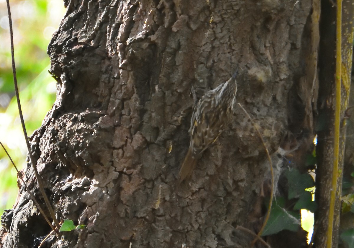 Bahçe Tırmaşıkkuşu - ML500605311