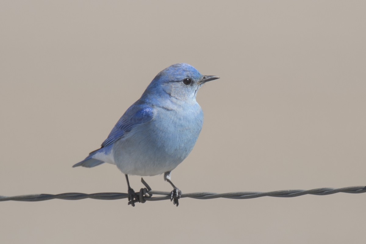 Mountain Bluebird - ML50060561