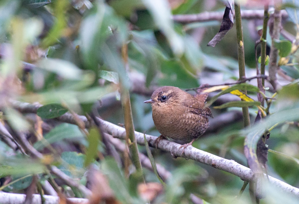 Pacific Wren - Herb Elliott