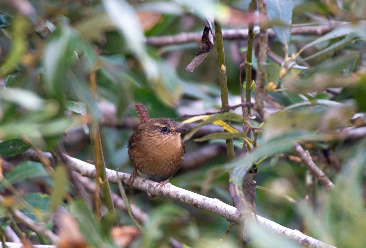 Pacific Wren - ML500606891