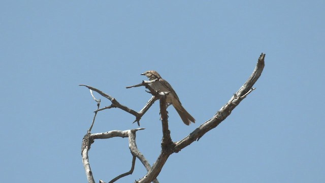 Rufous Songlark - ML500607151