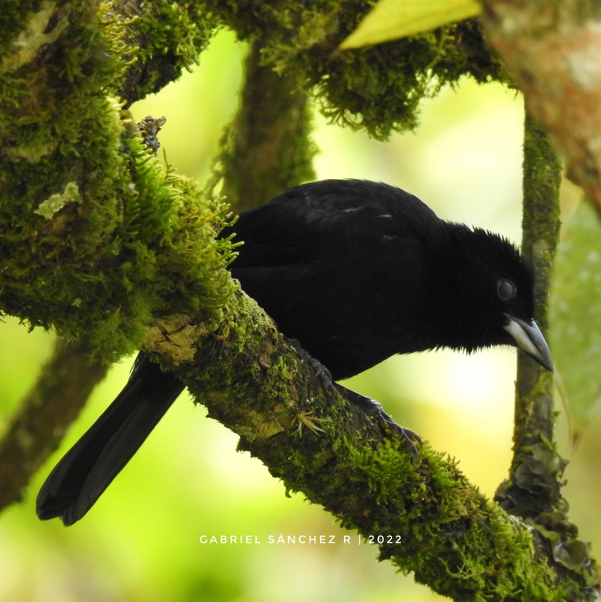 White-lined Tanager - ML500607161