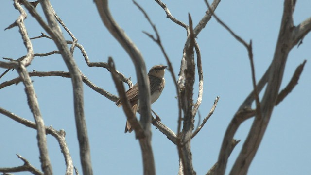 Rufous Songlark - ML500607221