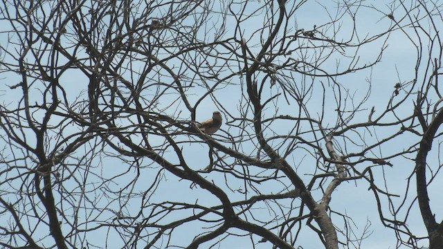 Rufous Songlark - ML500607231