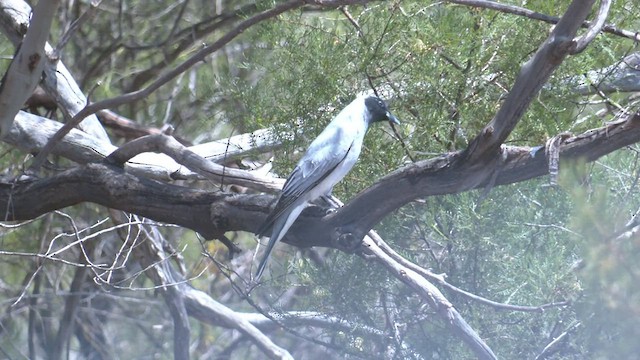 Black-faced Cuckooshrike - ML500607311