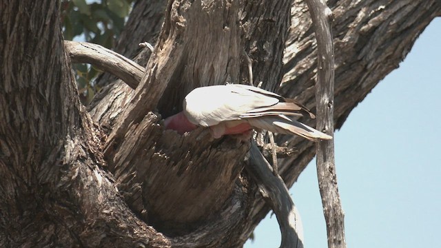 Galah - ML500607441