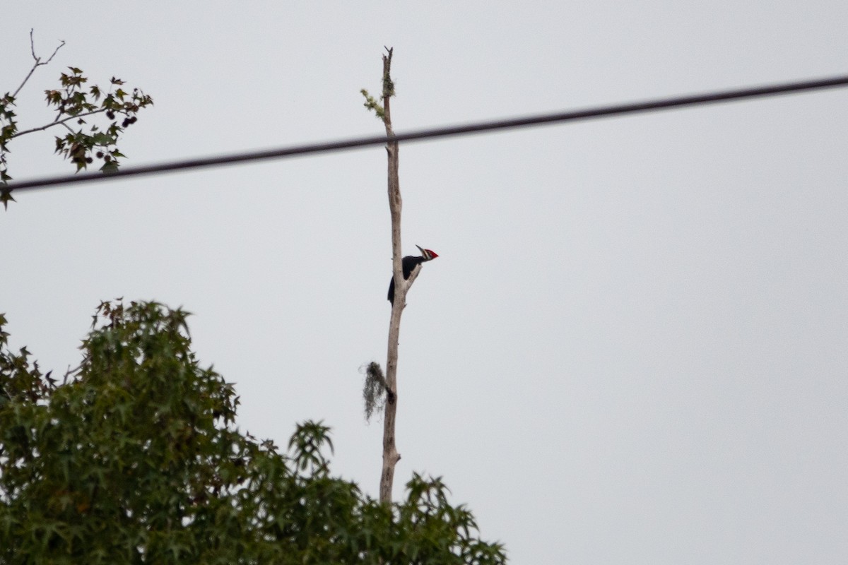 Pileated Woodpecker - ML500608111
