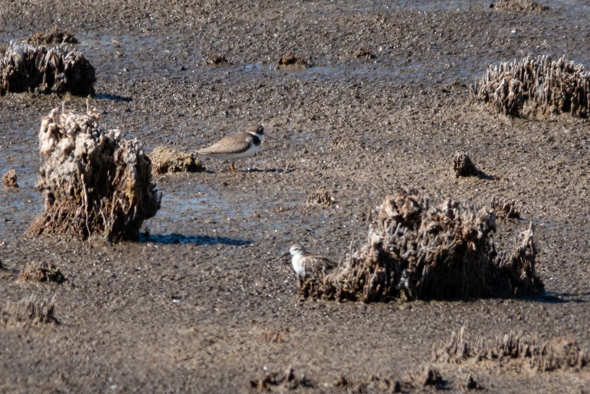 Sanderling - ML500609351