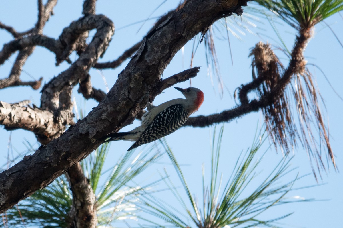 Red-bellied Woodpecker - ML500611121