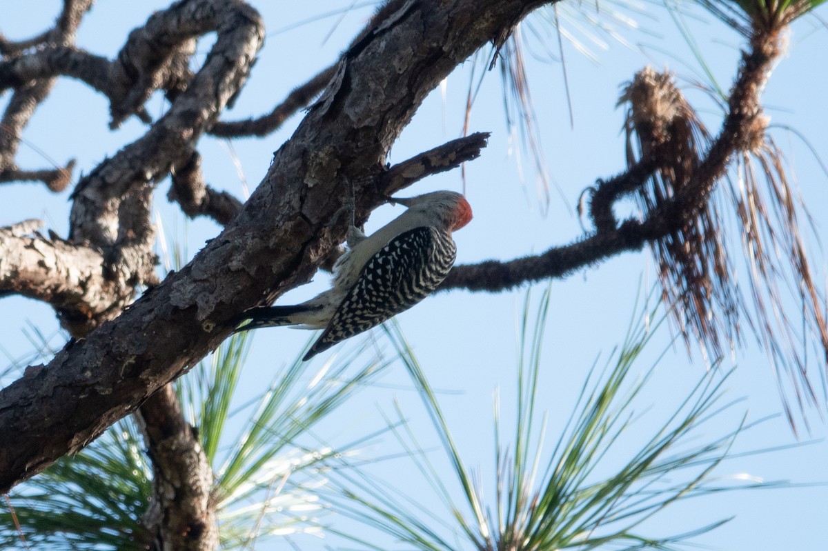 Red-bellied Woodpecker - ML500611131