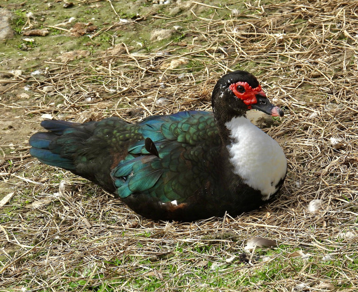 Muscovy Duck (Domestic type) - Van Remsen