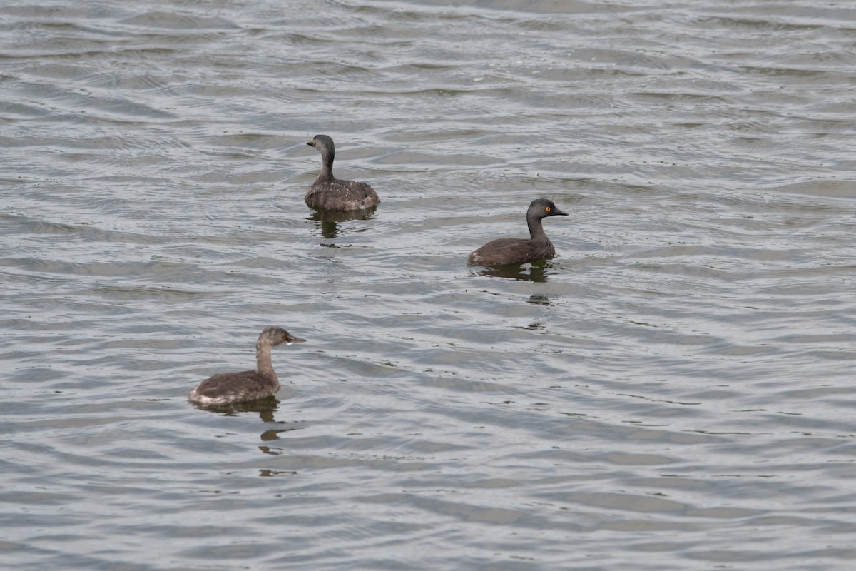 Least Grebe - ML500613521