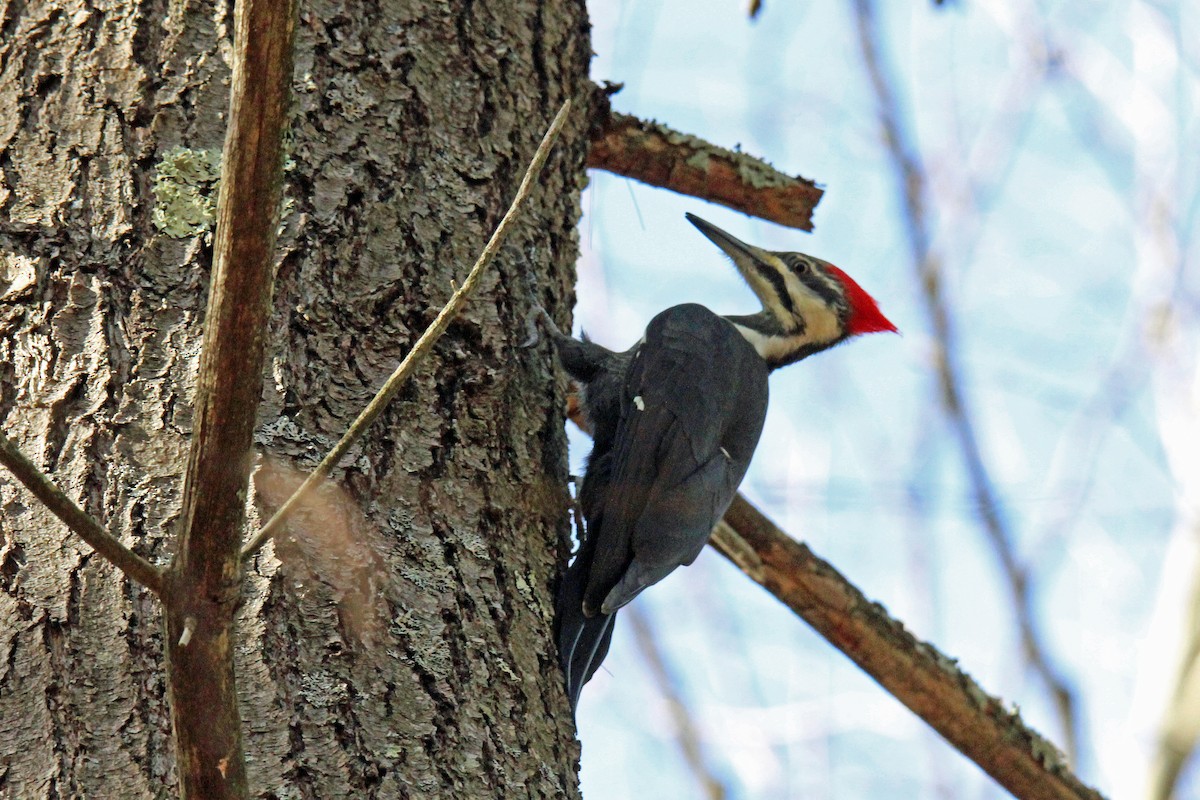 Pileated Woodpecker - ML500613881