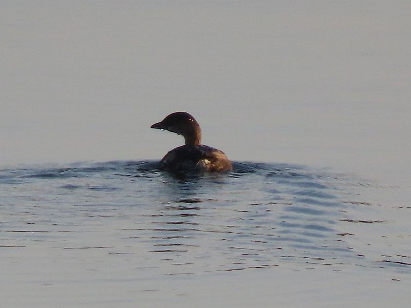 Pied-billed Grebe - Tracy The Birder