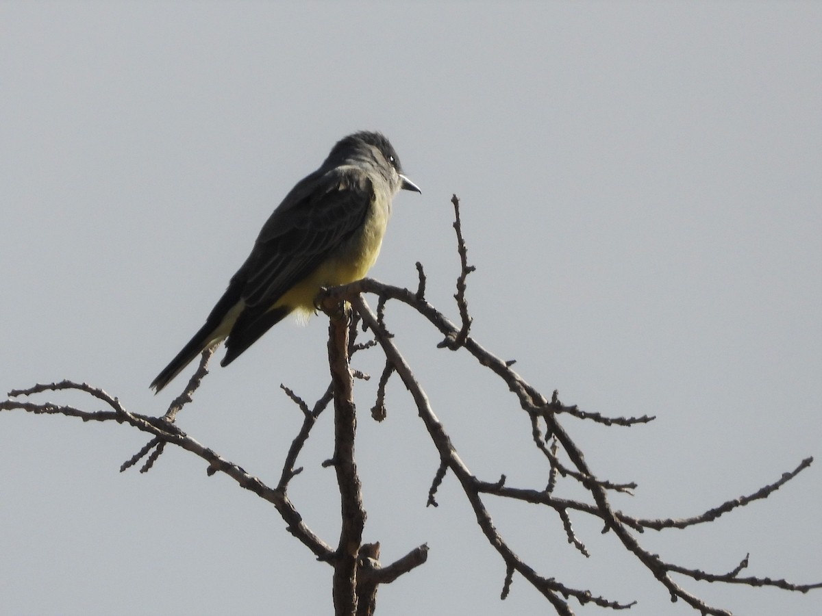 Cassin's Kingbird - ML500614171