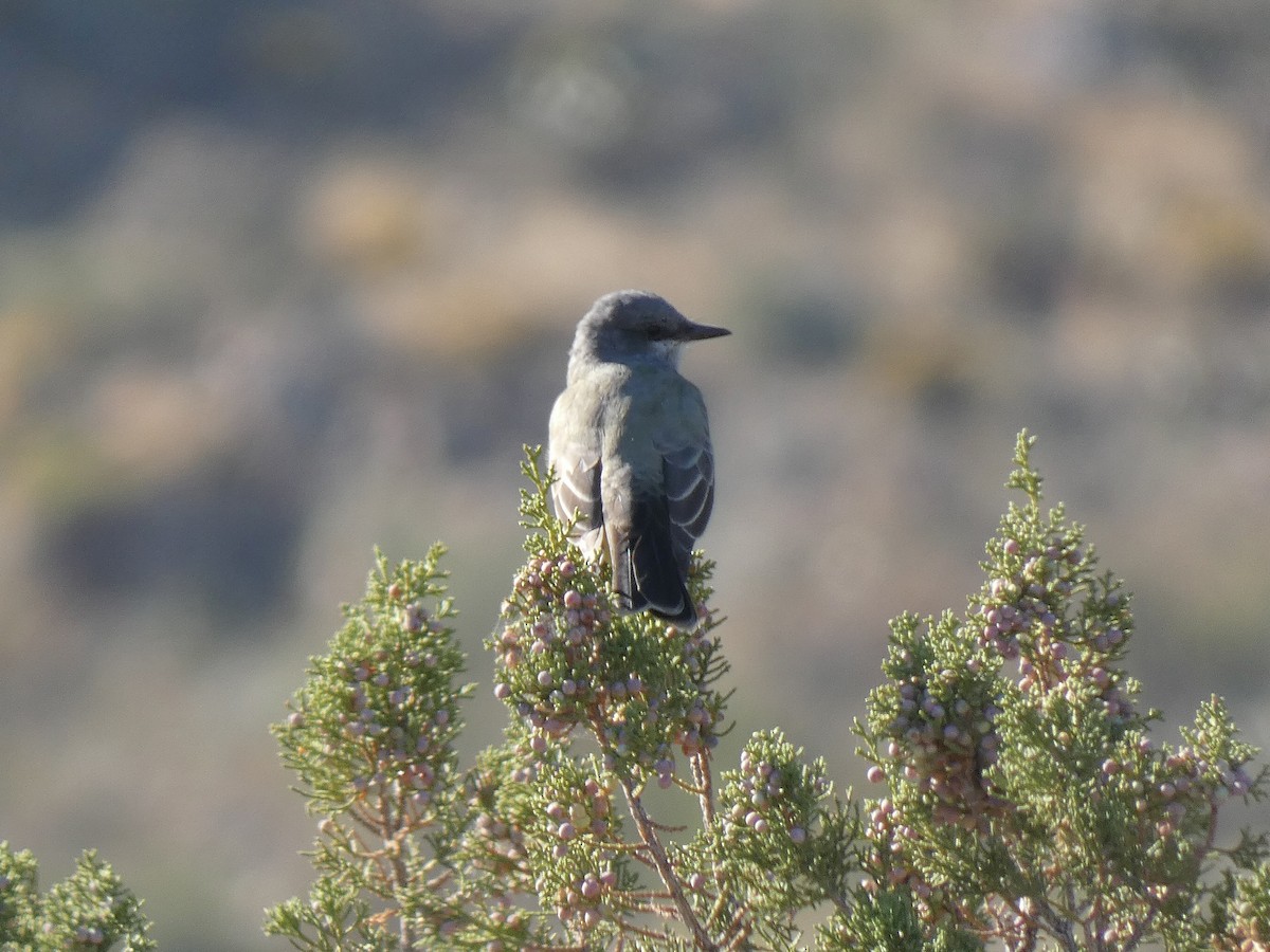 Tyran de Cassin - ML500614461