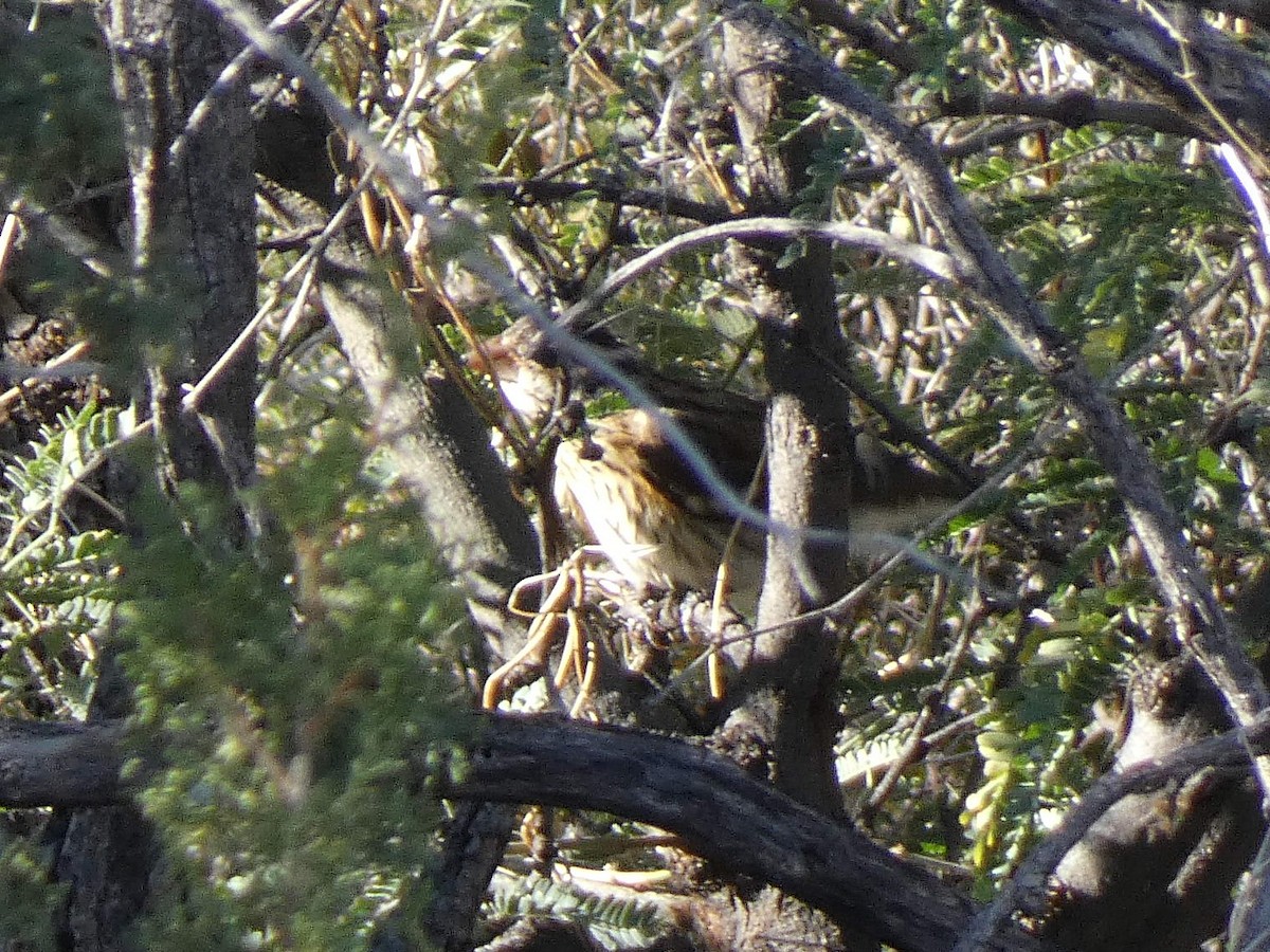 Cardinal à poitrine rose - ML500614611