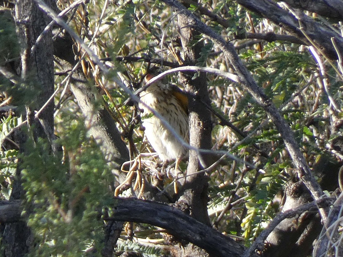 Cardinal à poitrine rose - ML500614621