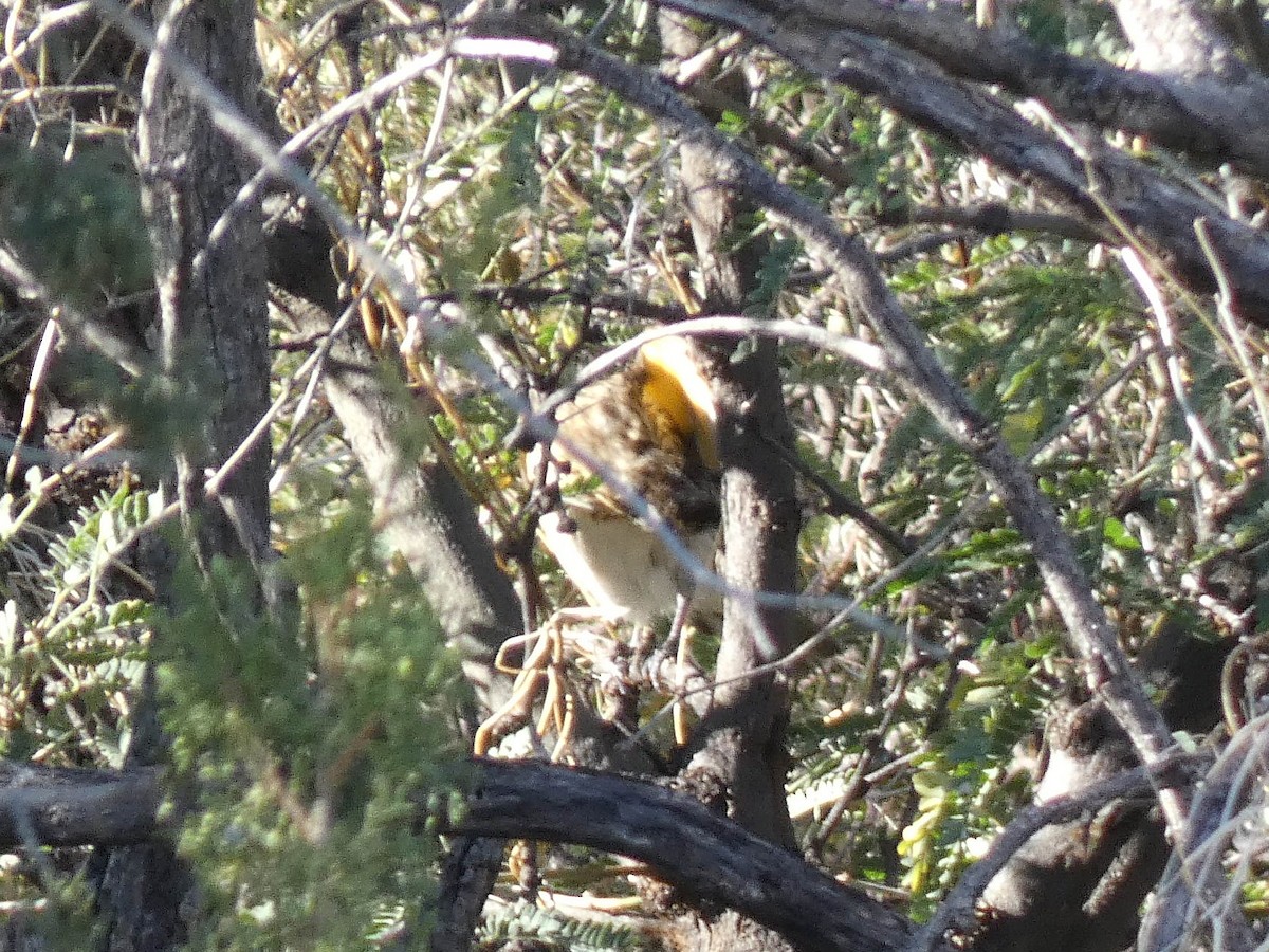 Cardinal à poitrine rose - ML500614631