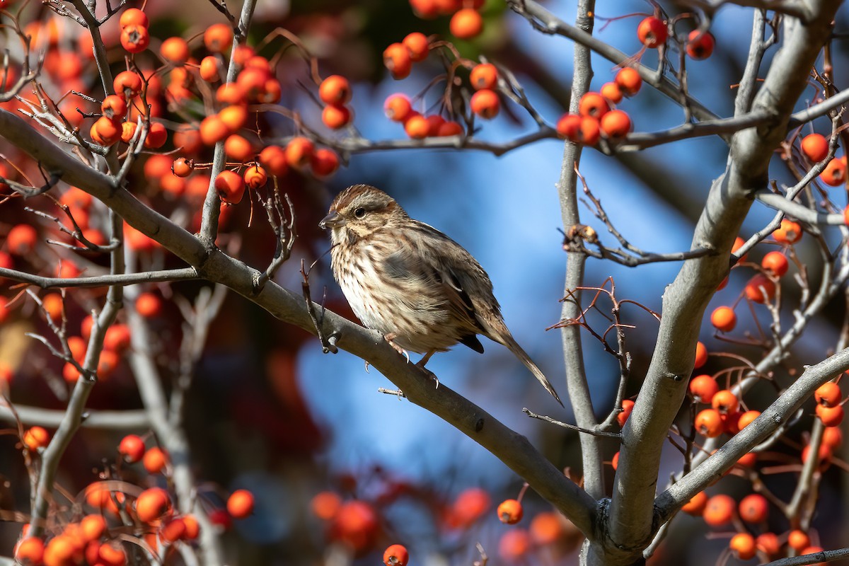 Song Sparrow - ML500615091