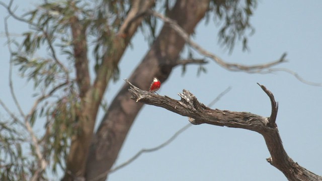 Crimson Chat - ML500615301