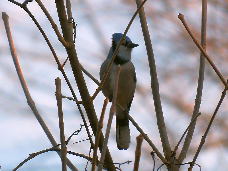 Blue Jay - ML500615331