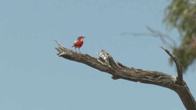 Crimson Chat - ML500615421
