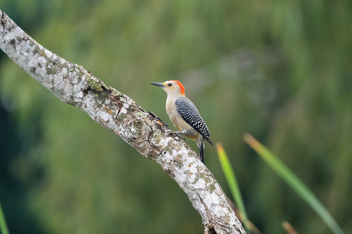 Golden-fronted Woodpecker - Ivani Martínez Paredes