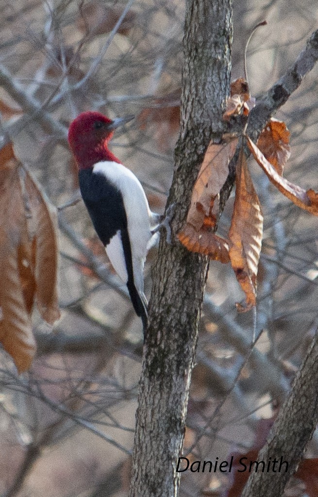 Red-headed Woodpecker - ML500616191
