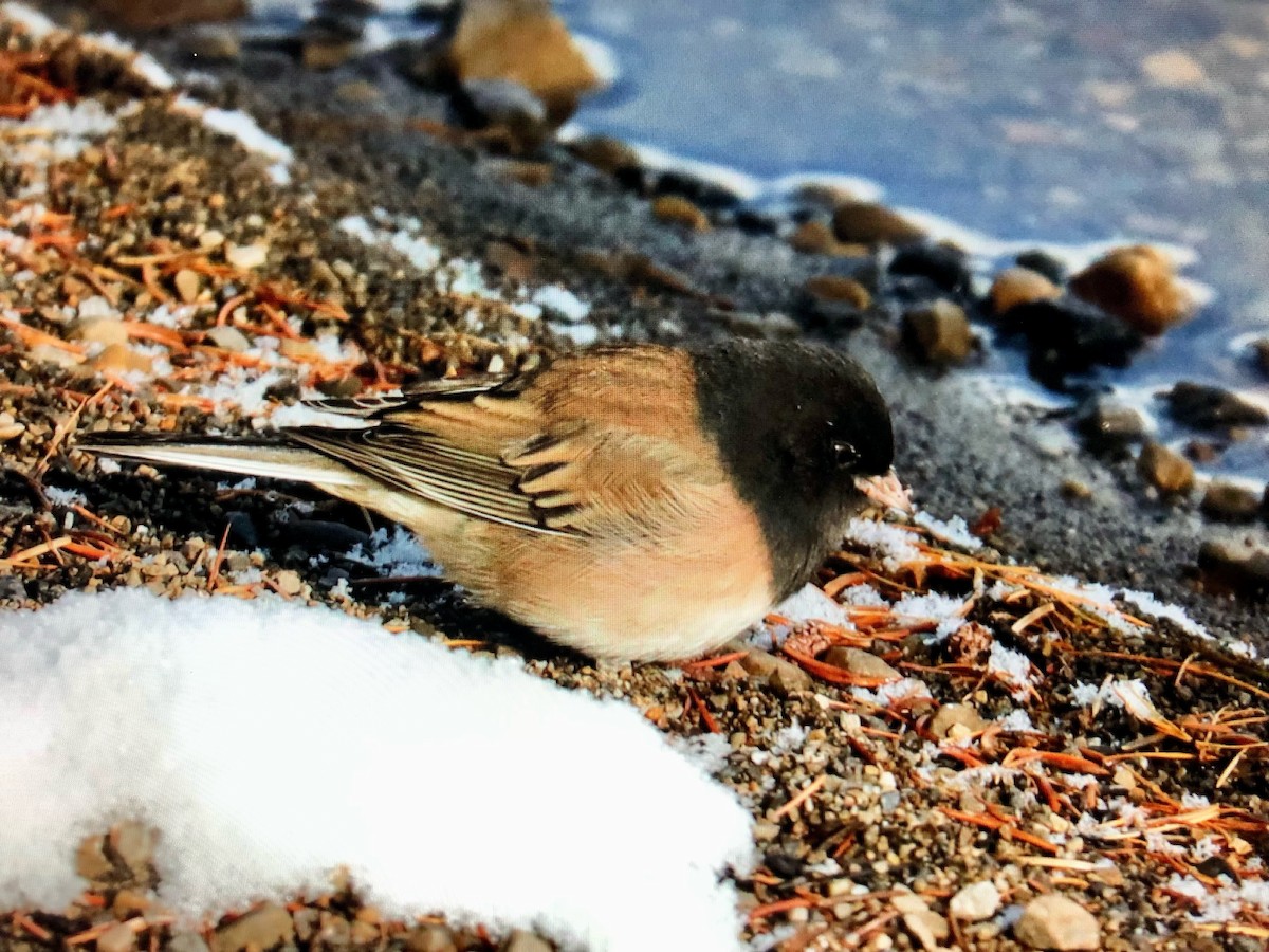 Dark-eyed Junco - ML500618191