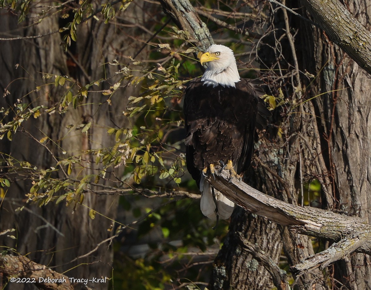 Bald Eagle - ML500619411