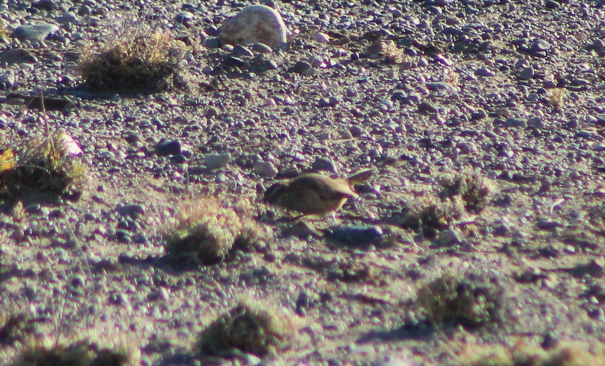 Band-tailed Earthcreeper - ML50062061