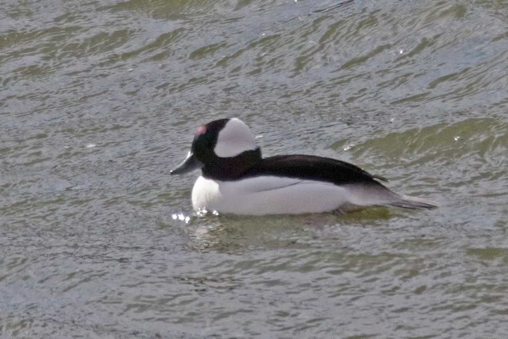 Bufflehead - ML500620941