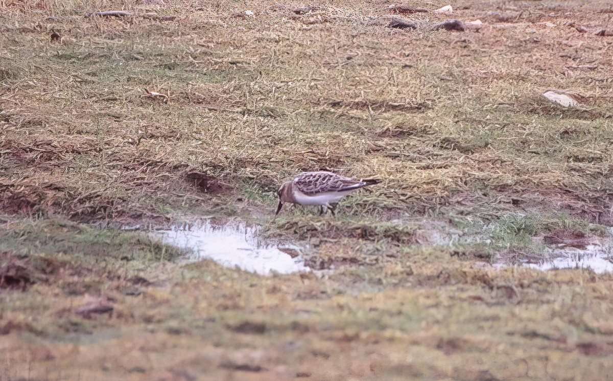 Baird's Sandpiper - ML500621451