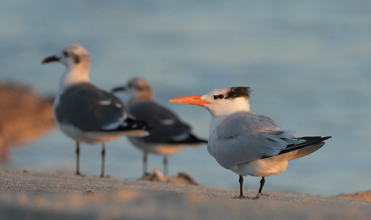 Royal Tern - Ewa Greene