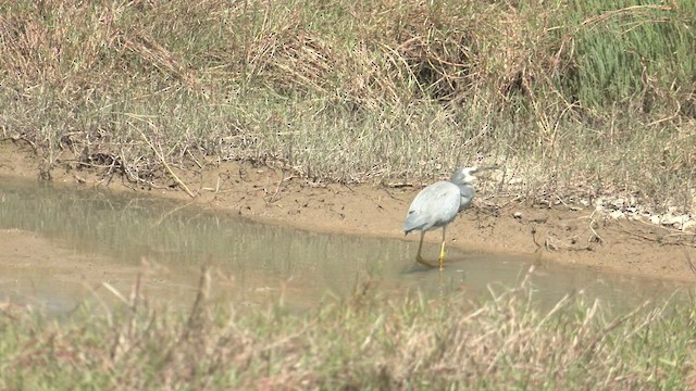 White-faced Heron - ML500623701