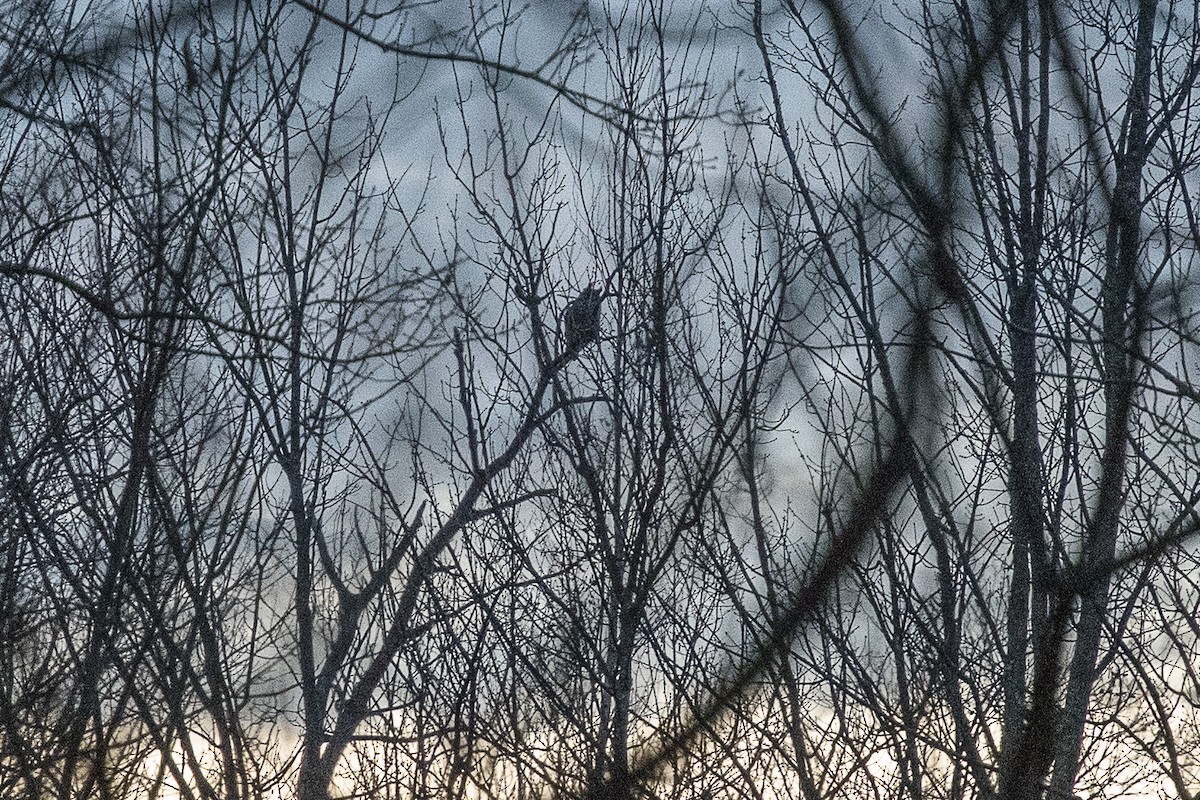 Great Horned Owl - ML500624971