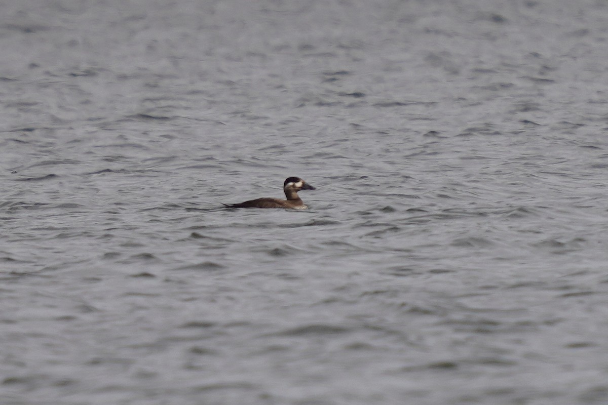 Surf Scoter - ML500626231